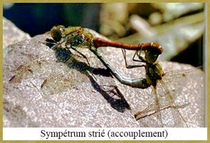 Sympétrum strié (accouplement) 